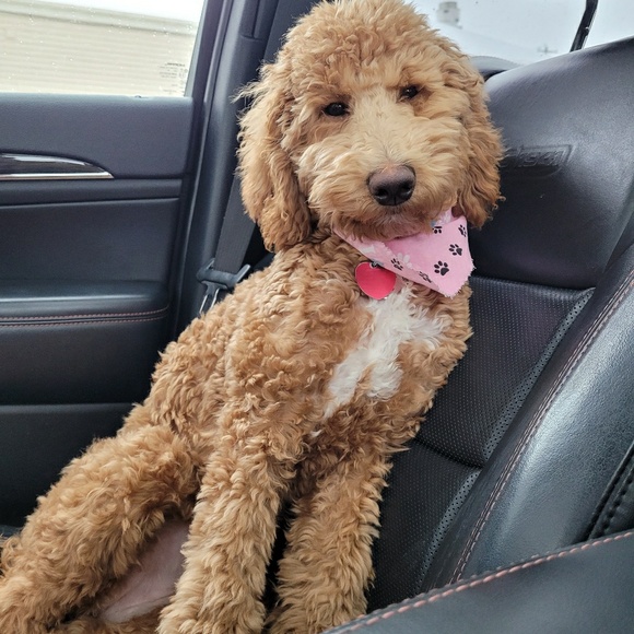 Meet your Posher, Cayla - Picture 1 of 1